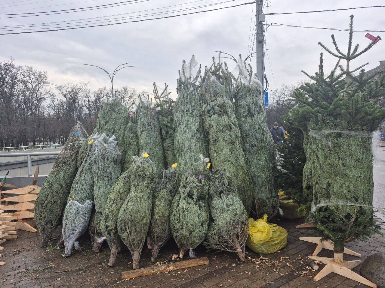 До 7 тисяч за ялинку. Скільки насправді коштують новорічні дерева в Києві